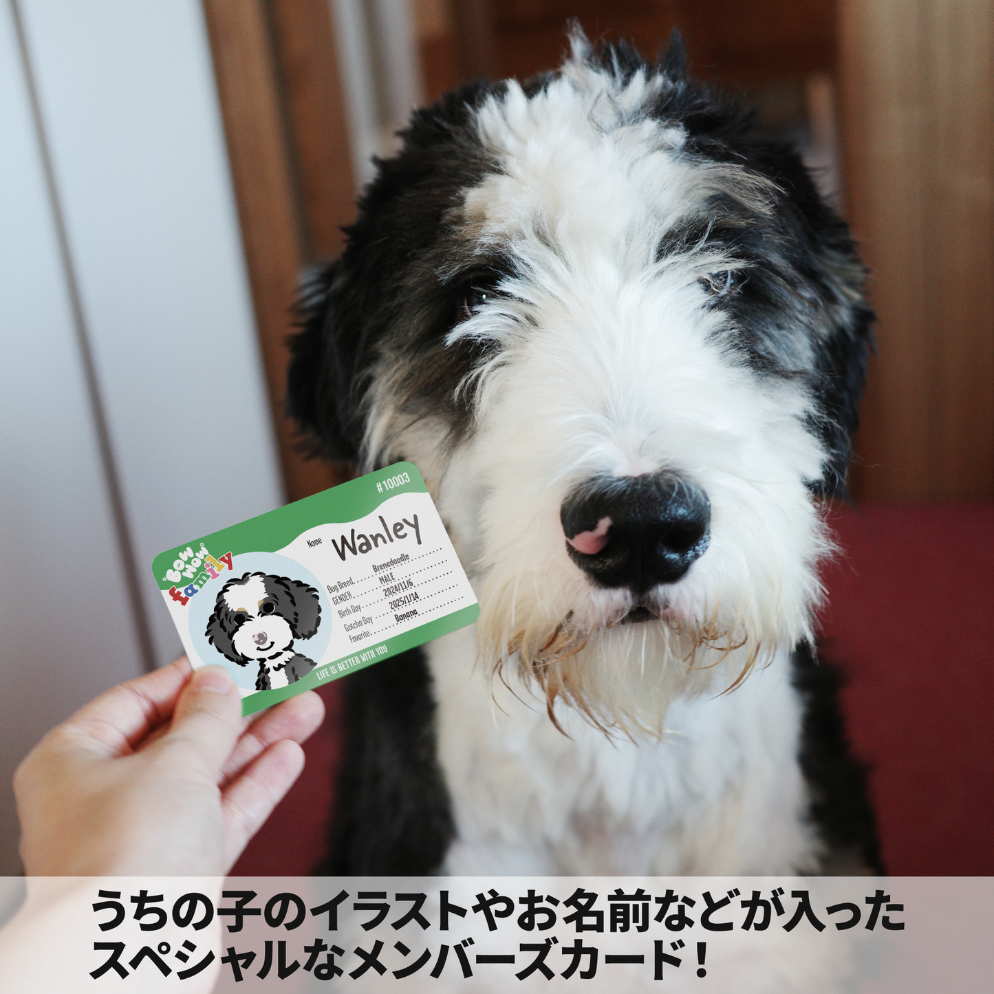 メンバーズカード【Bow Wow Family】